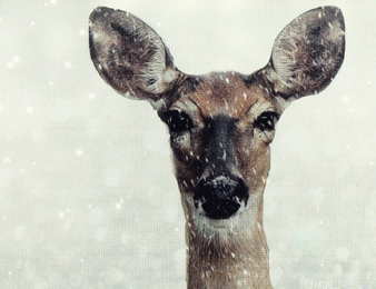 4679024_Tiere_im_Winter
